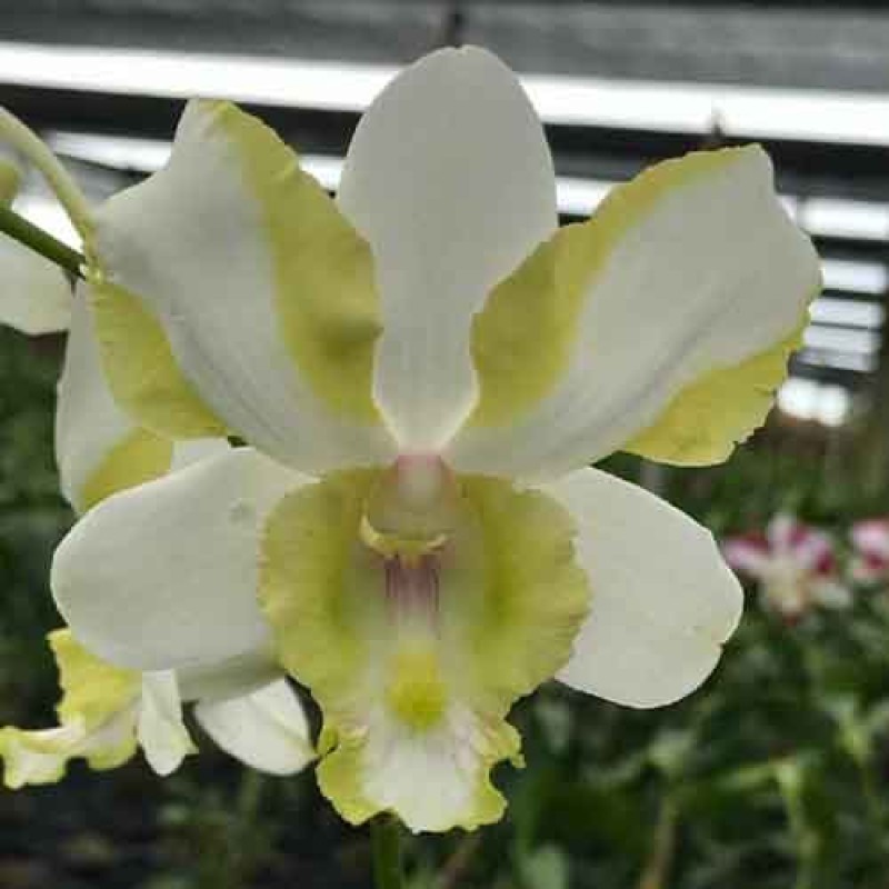 DENDROBIUM STAR YELLOW (MATURE PLANT)