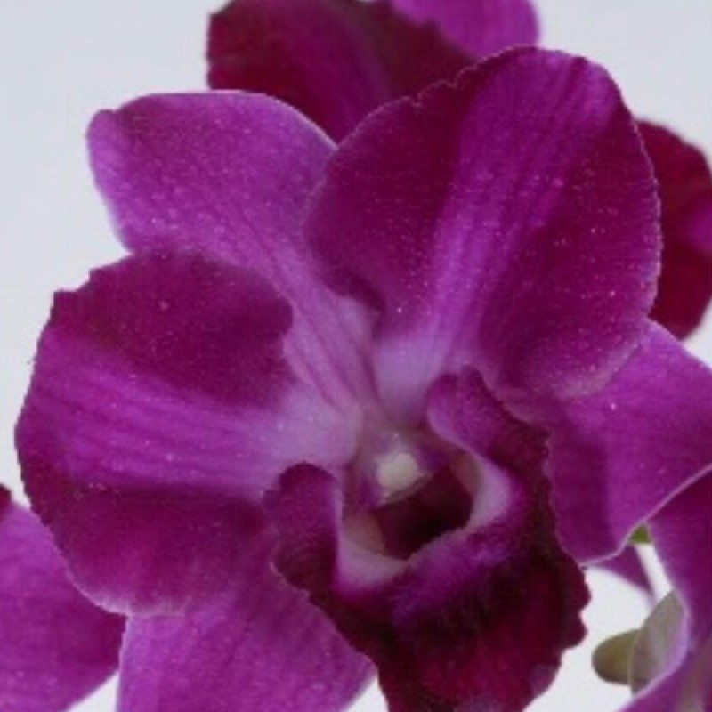 DENDROBIUM (MATURE PLANT) - RED SPLASH 
