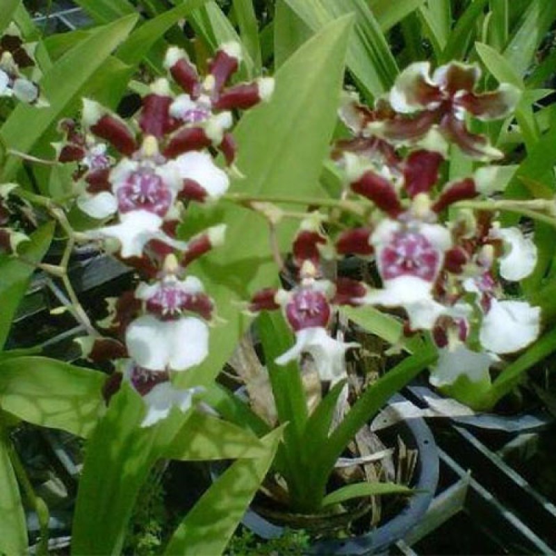 ONICIDIUM - CLEOPRIDE