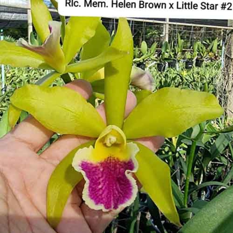 R/C MEM. HELEN BROWN X LITTLE STAR # 2 MATURE PLANT