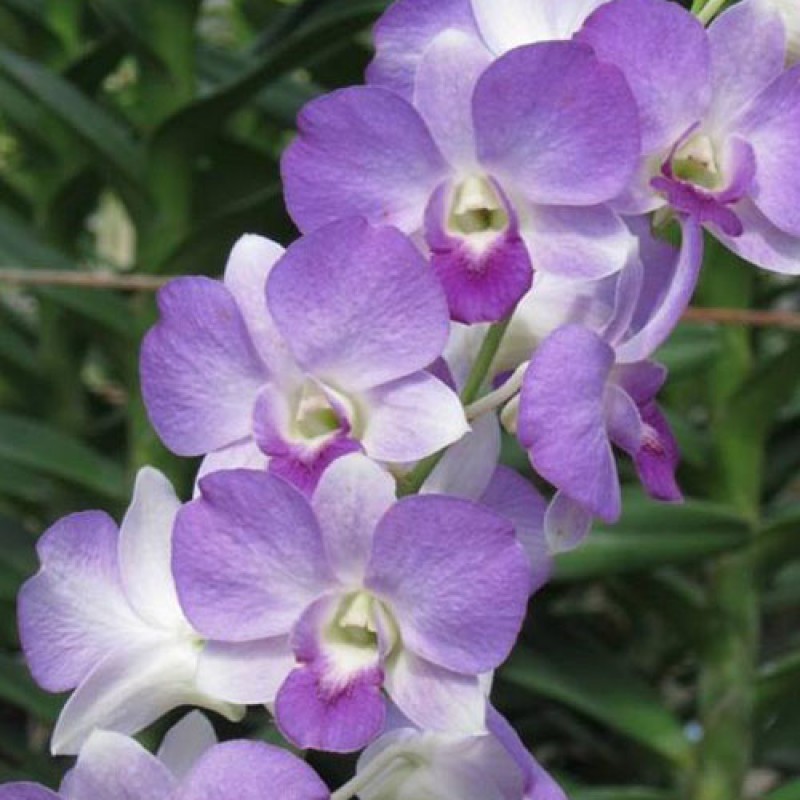 DENDROBIUM - BLUE SKY  # 2