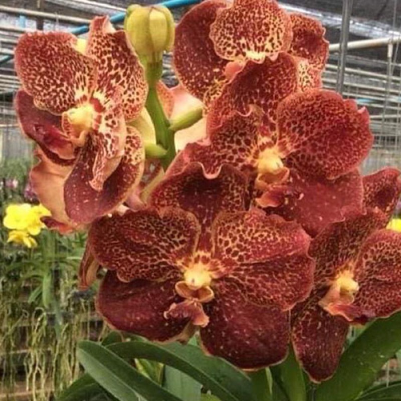 VANDA - BROWN LEOPARD