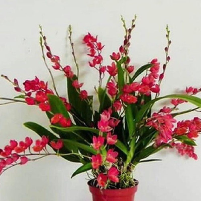ONICIDIUM - LAVA BURST