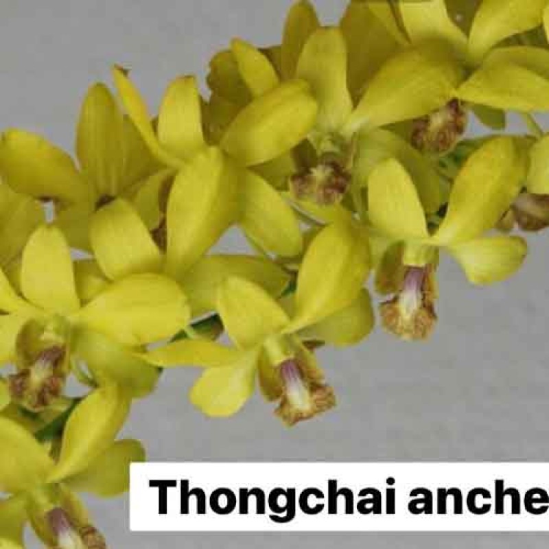 DENDROBIUM THONGCHAI ANCHENG SEEDLING