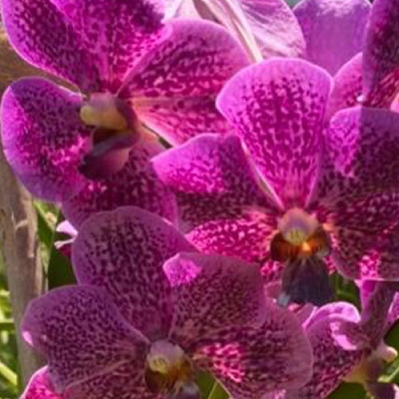 SUN VANDA - PURPLE 