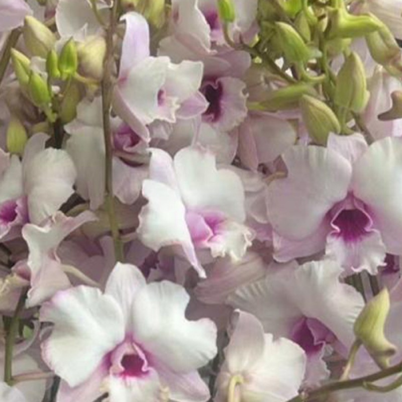 DENDROBIUM - CURLY GLORY