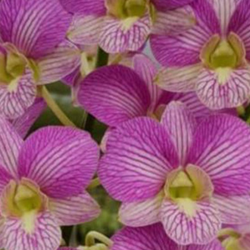 DENDROBIUM - PINK STRIPE 248