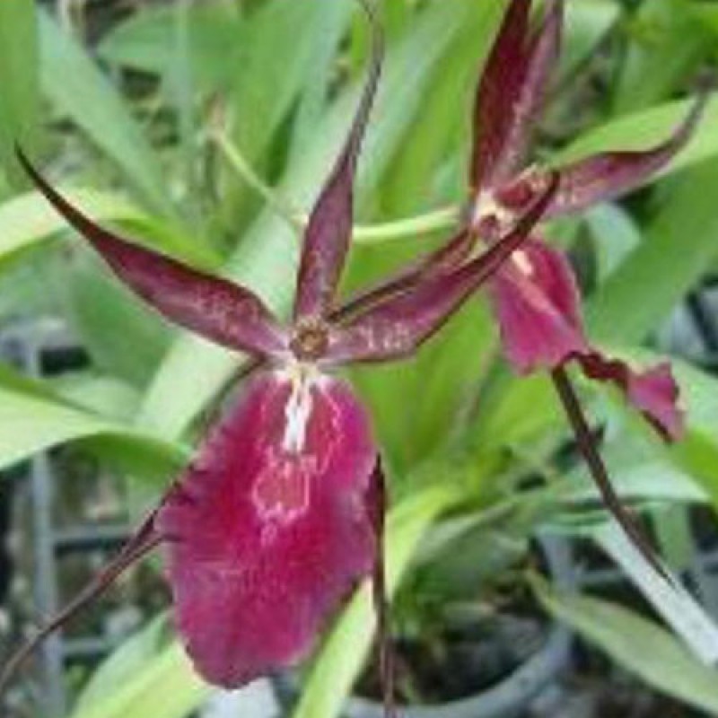 ONICIDIUM - ROYAL ROBE