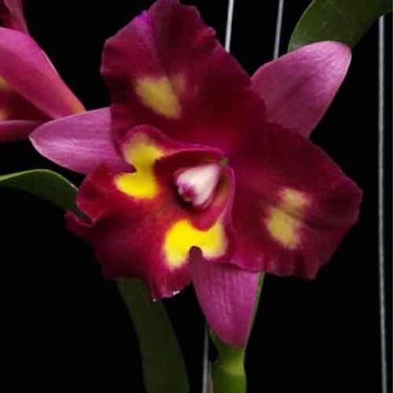 CATTLEYA CHOMYONG BEAUTY MATURE