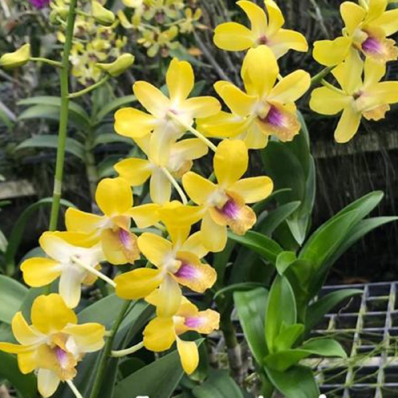 DENDROBIUM - MONDAY TRICOLOR 