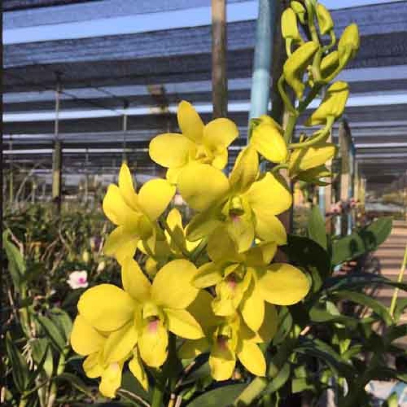 DENDROBIUM YELLOW 522 SEEDLINGS