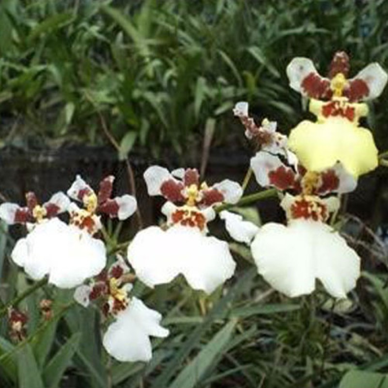 ONICIDIUM - KAMPAGNAN WHITE