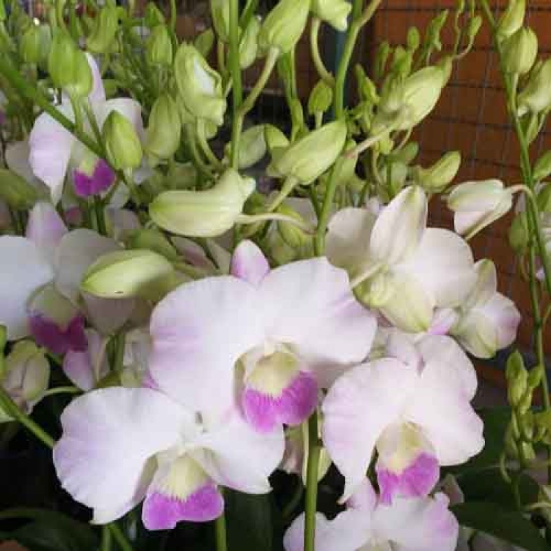 DENDROBIUM DIAMOND PEARL MATURE SIZE 