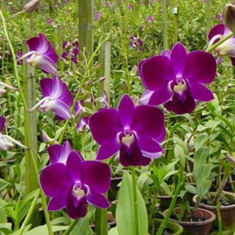 DENDROBIUM - RED BULL #990