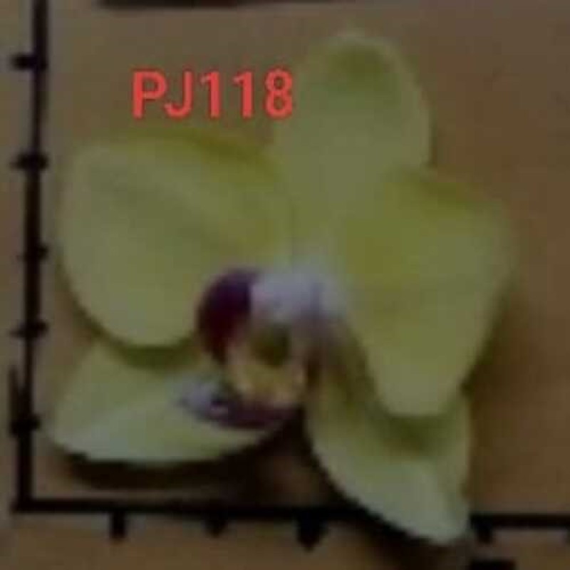 PJ-118
