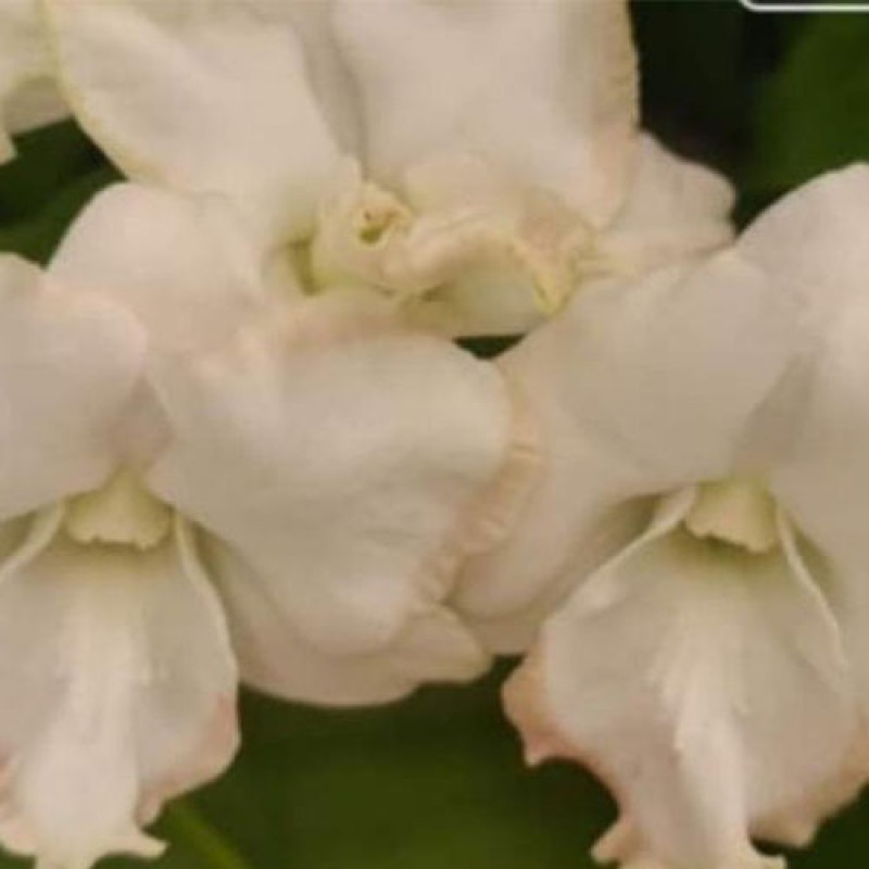 DENDROBIUM (MATURE PLANT) - KHWAYIK