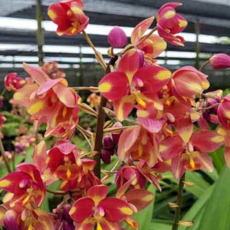 SPATHO - ORANGE YELLOW FANCY 