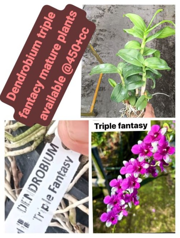 DENDROBIUM-TRIPLE FANTASY MATURE PLANT