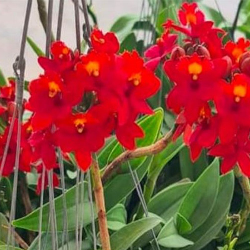 EPIDENDRUM - RED