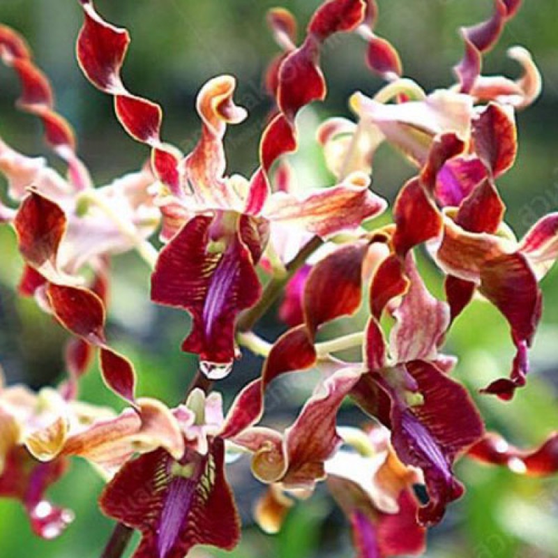 DENDROBIUM - CHOCOLATE TWIST 