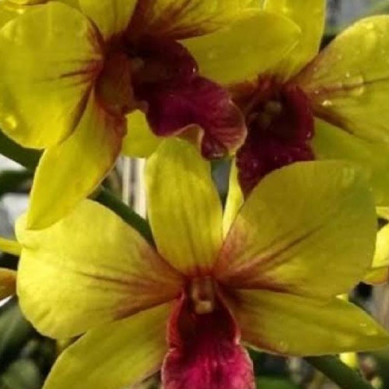 DENDROBIUM - YELLOW RED SPLASH 
