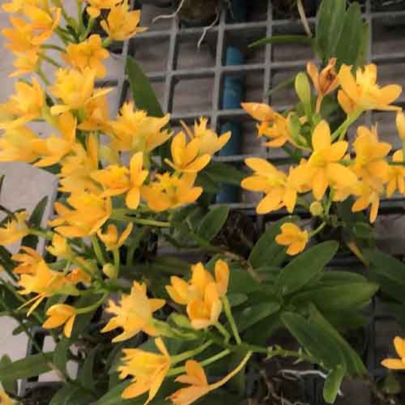 EPPIDENDRUM YELLOW SEEDLINGS