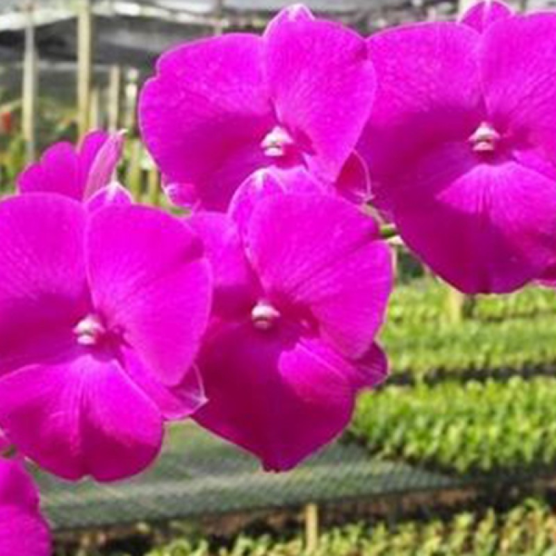 DENDROBIUM - RED # 84