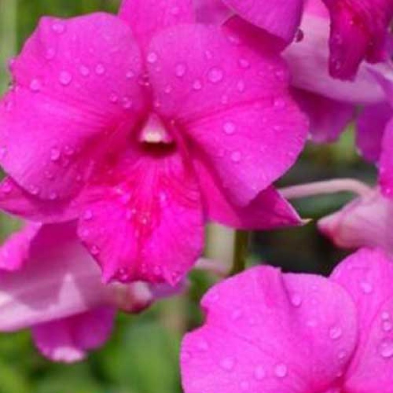 DENDROBIUM SEEDLING -PINK BEAUTY