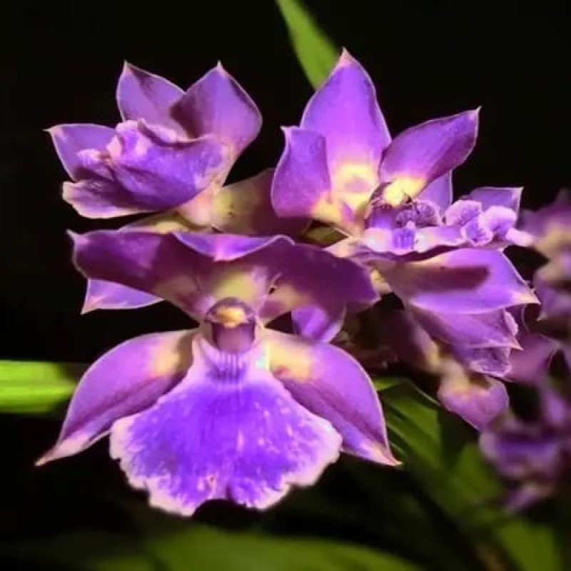 ONC-ZYGONESIA MURAZAKI