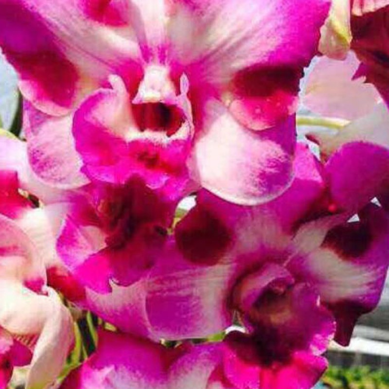 DENDROBIUM - KING DRAGON BEAUTY 