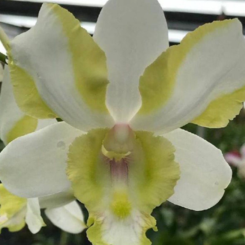 DENDROBIUM - STAR YELLOW