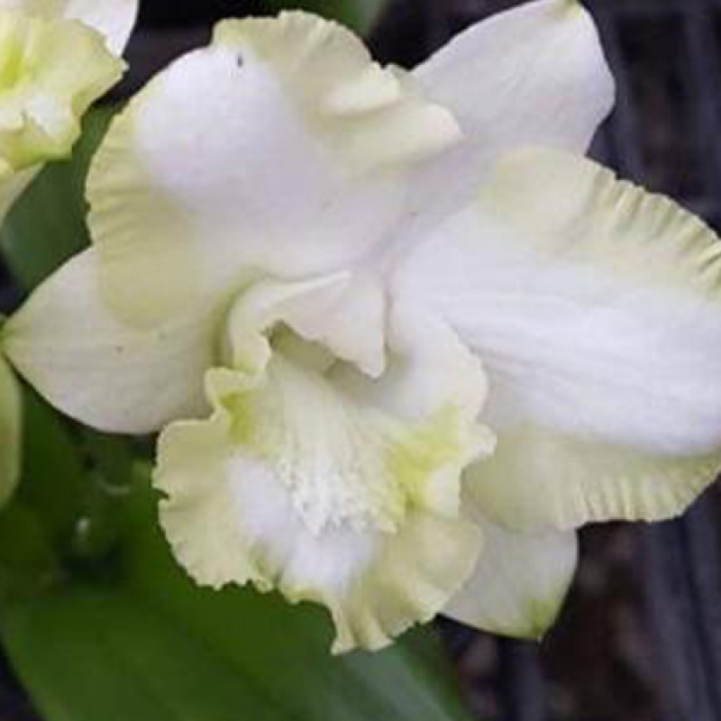 DENDROBIUM - WHITE DORAEMON 
