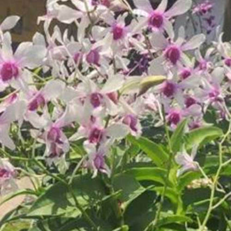 DENDROBIUM SEEDLING - CEASER BUNNY