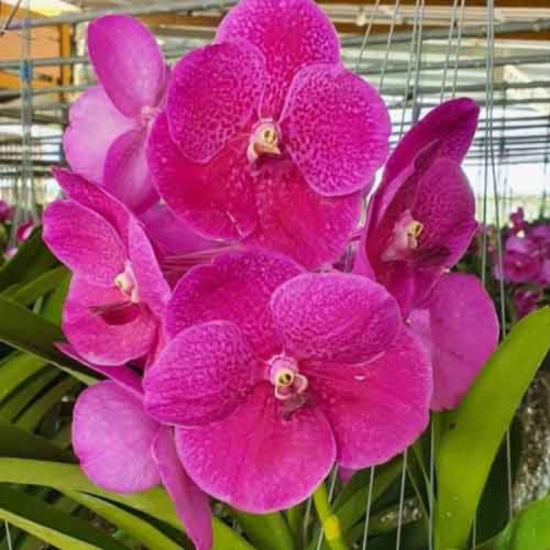 VANDA PAT DELIGHT MATURE PLANTS