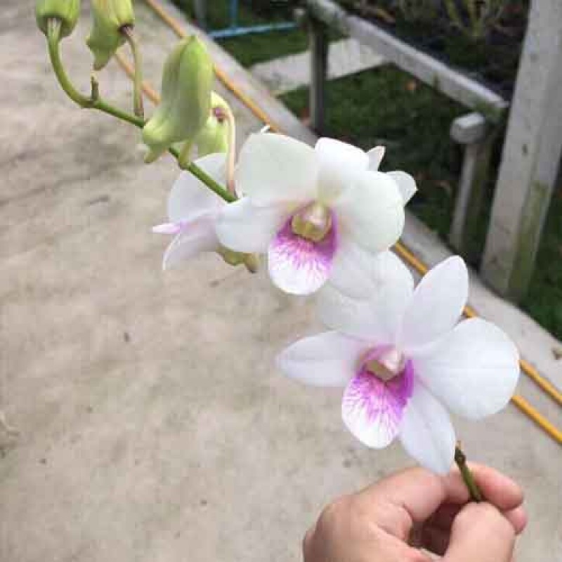 DENDROBIUM WHITE PINK LIP MATURE PLANTS