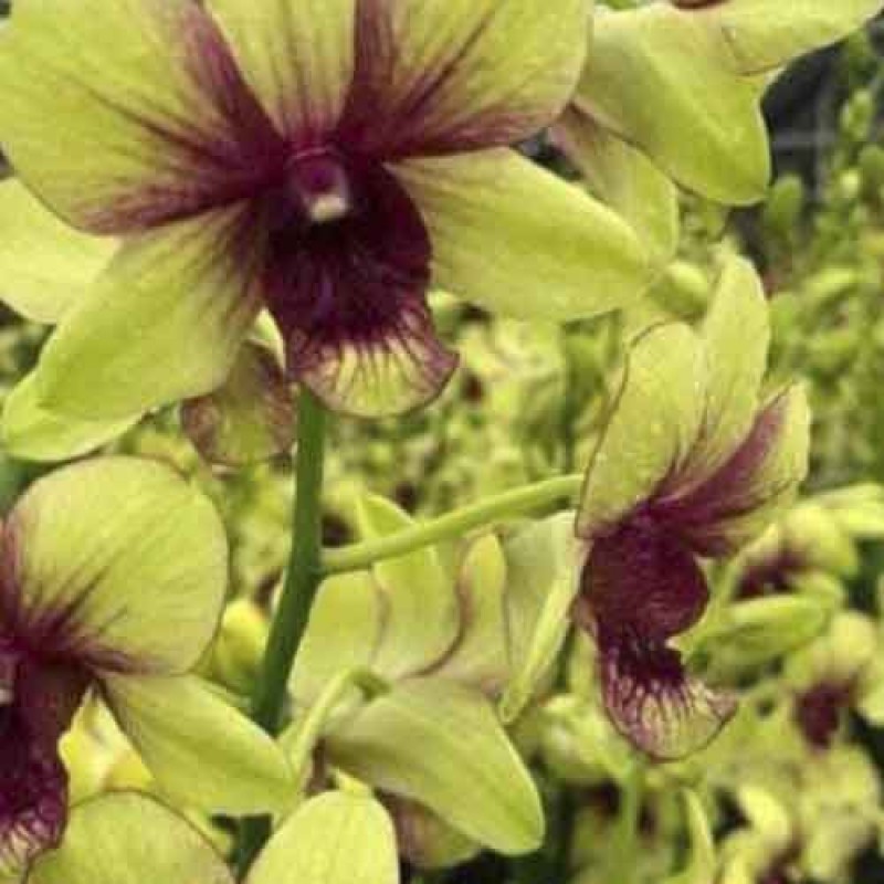 DENDROBIUM CHUTTIMA YELLOW (MATURE PLANT)