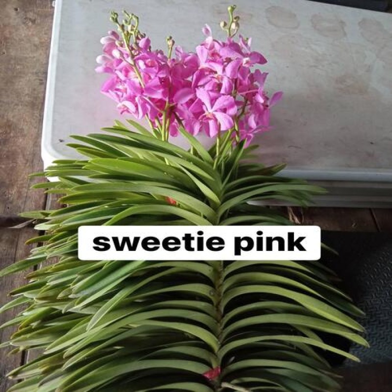 SWEETIE PINK(SC)