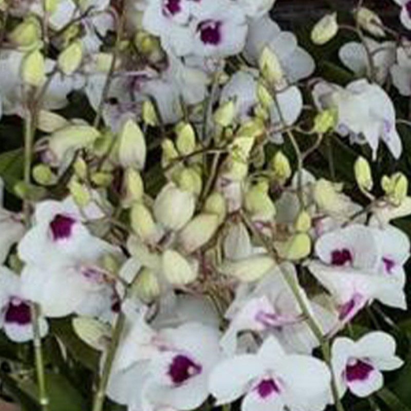DENDROBIUM - PAKBOONG