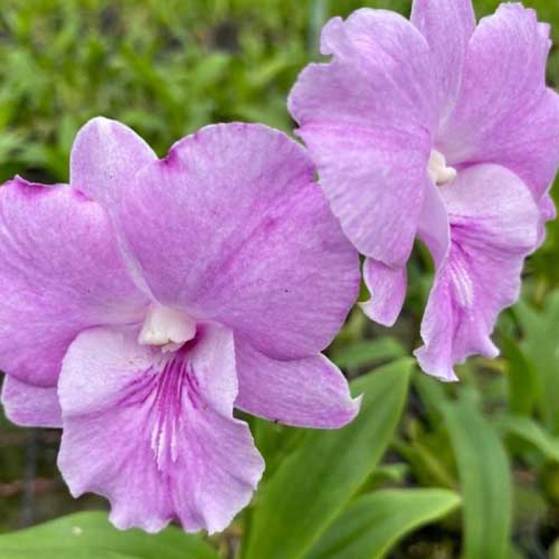DENDROBIUM - WAVE PINK