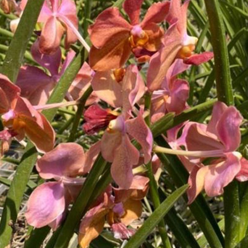 SUN VANDA - PEACH SPOT 