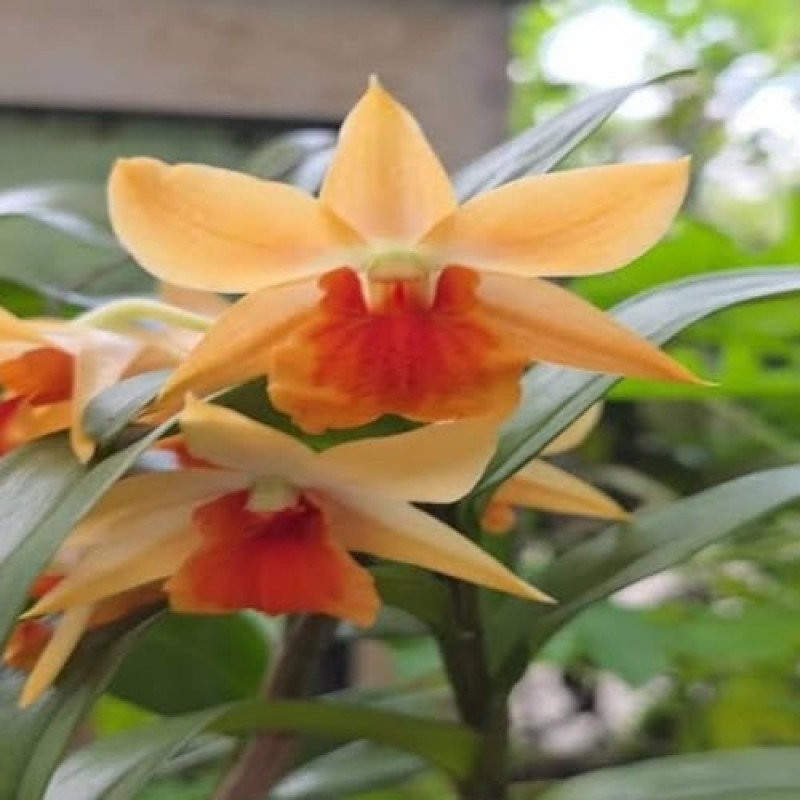 DEN-DAWN MAREE DARK ORANGE