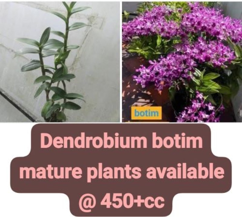 DENDROBIUM - BOTIM MATURE PLANT