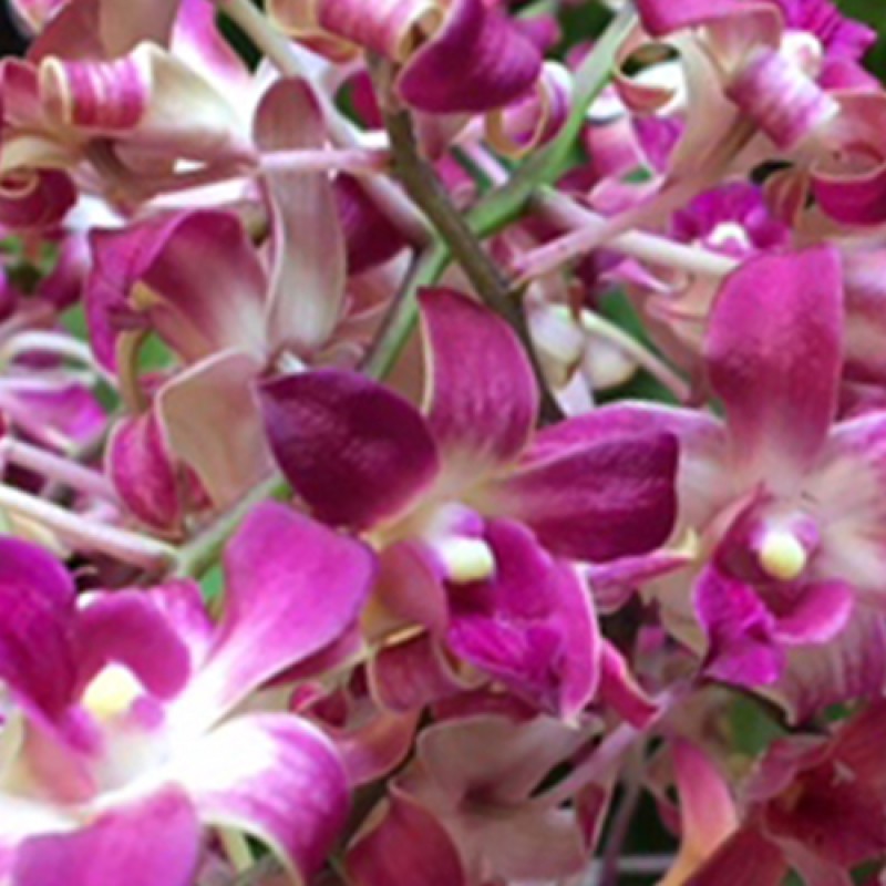 DENDROBIUM PINK TWIST