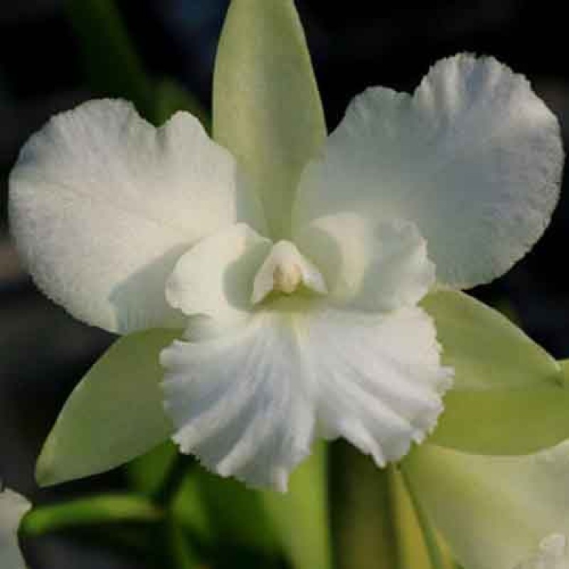 CATTLEYA MERMAID WHITE MATURE PLANT