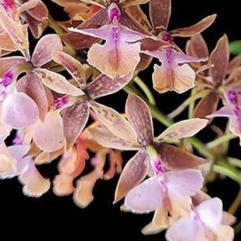 DEN.SPECIES - EPIDENDRUM STAMFORD PINK