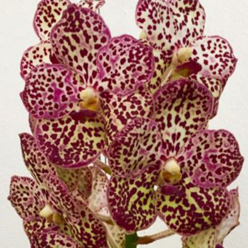 VANDA - LEOPARD PINK