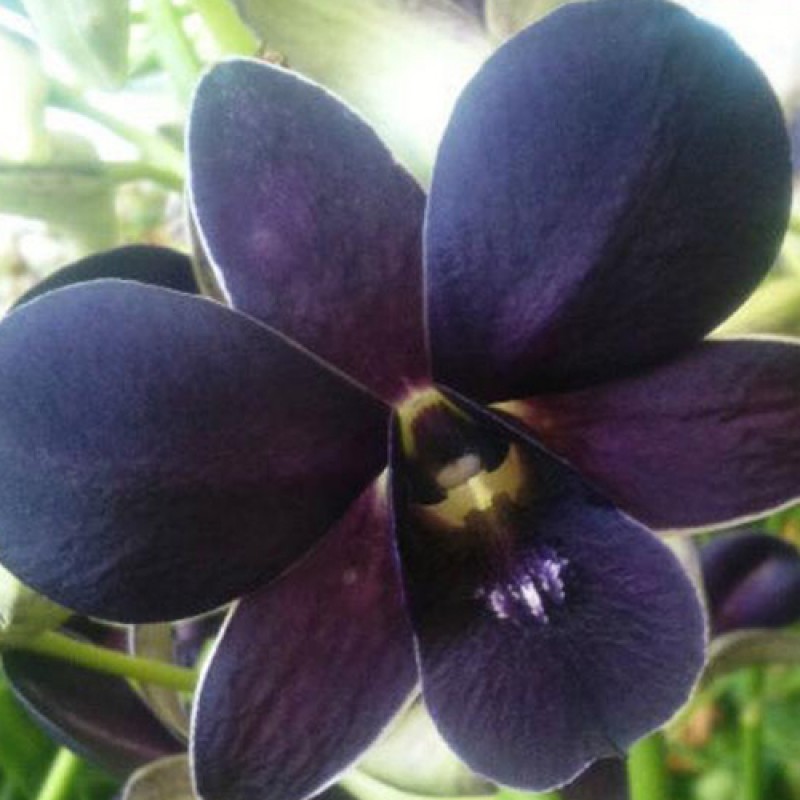 DENDROBIUM - TG BLUE
