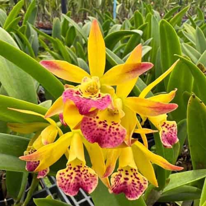 C. LOOG TONE YELLOW BIRD MATURE