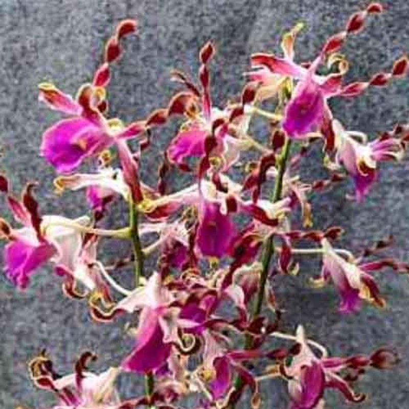 DENDROBIUM LASIANTHERA HYBS MATURE PLANTS