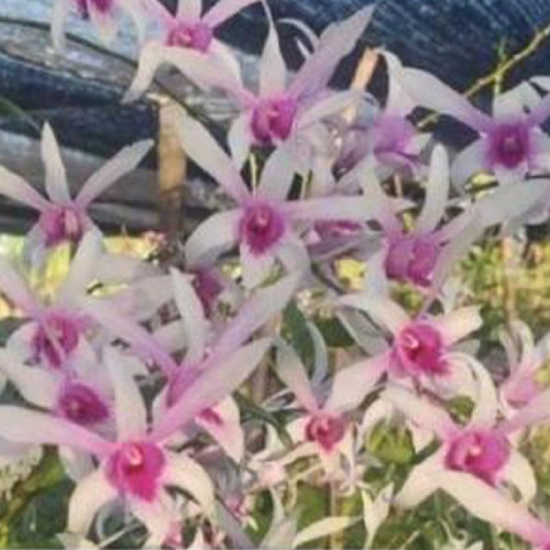 DENDROBIUM (MATURE PLANT ) - CAESAR CHIAD